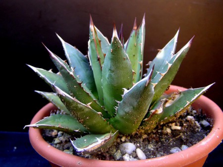 Agave ghiesbreghtii Lem. ex Jacobi, Versuch System Ord. Agave, Hamb. Gart. et Blumenzeit., 20: 545, 1864